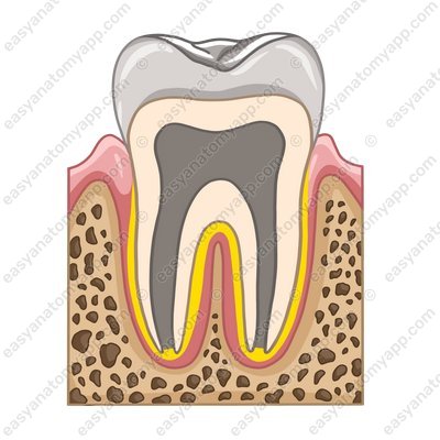 Dento-alveolar syndesmoses or gomoiphoses (articulatio dentoalveolaris or gomphosis)