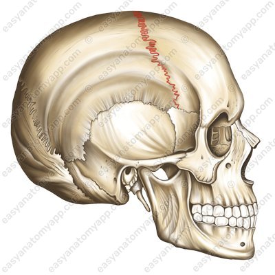 Coronal suture (sut. coronalis)