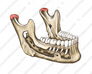 Head of the mandible (caput mandibulae)