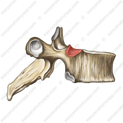 Superior and anterior thoracic vertebraes (foveae costales superior et inferior)