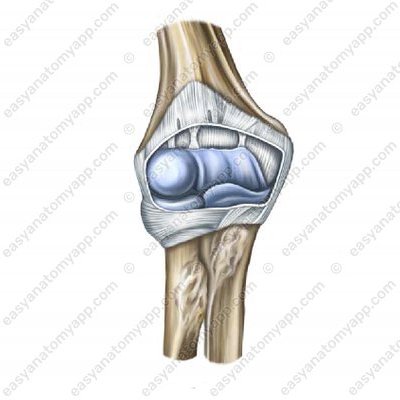 Elbow joint (articulatio cubiti)