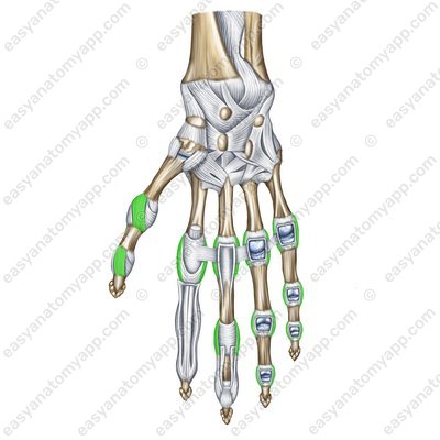 Joints of the hand – Easy Anatomy 3D