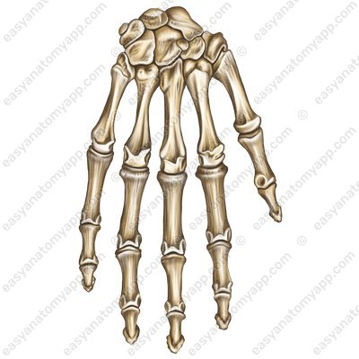 Bones of hand (ossa manus)