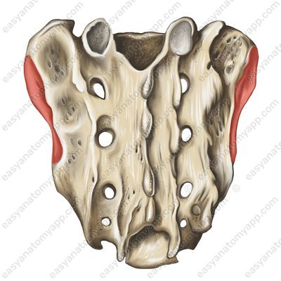 Articular surface of the sacrum (facies auricularis)