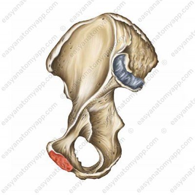 Symphyseal surfaces of the pubic bones (facies symphysialis)