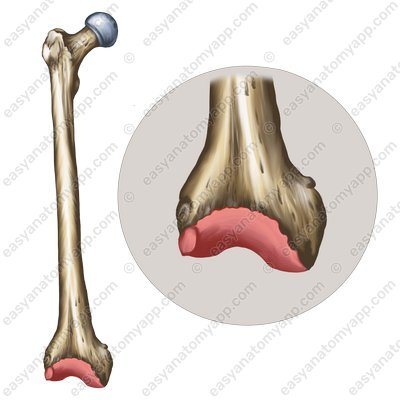 Patellar surface of the femur (facies patellaris)