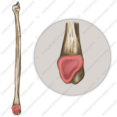 Lateral malleous of the fibula (facies articularis malleoli)