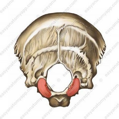 Gelenkfortsatz des Hinterhauptbeins (condylus occipitalis)