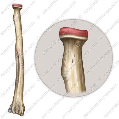 Circumferentia articularis ossis radii (circumferentia articularis radii)