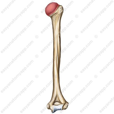 Головка плечевой кости (caput humeri)