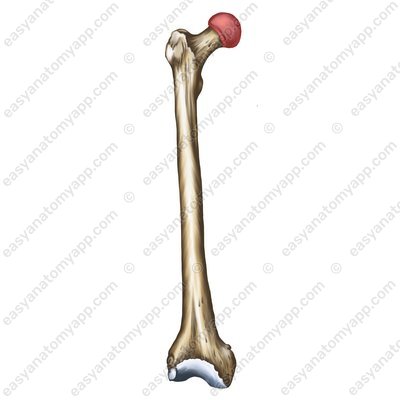 Головка бедренной кости (caput ossis femoris)