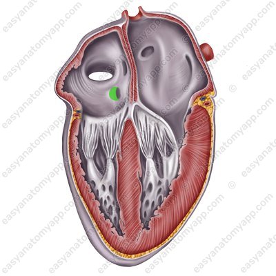 Valve of the coronary sinus (valvula sinus coronarii)