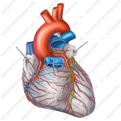 Great cardiac vein (vena cordis magna)