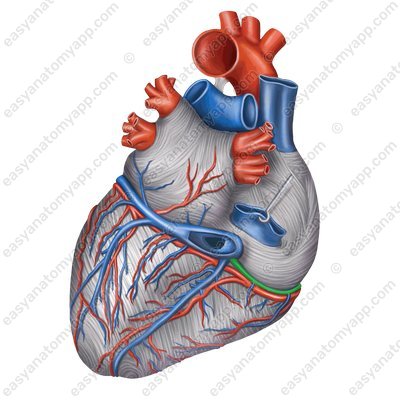 Small cardiac vein (vena cordis parva)