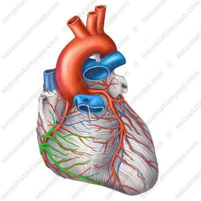 Anterior cardiac veins (venae cordis anteriores)