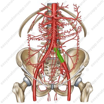 Left common iliac artery (a. iliaca communis sinistra)