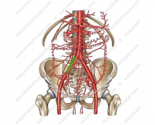 Right common iliac artery (arteria iliaca communis dextra)