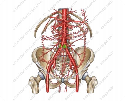 Bifurcation (bifurcatio aortae)