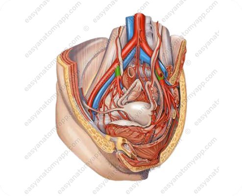 Internal iliac artery (a. iliaca interna)