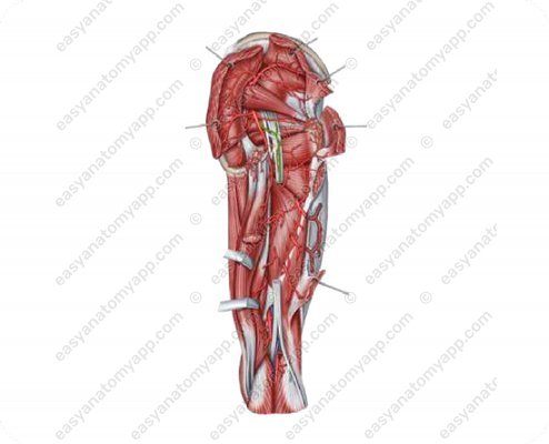 Sciatic nerve (a. comitans nervi ischiadici)