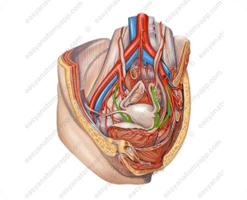 Uterine artery (a. uterina)