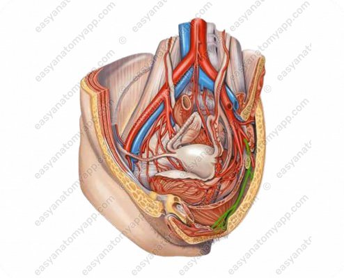 Internal pudendal artery (a. pudenda interna)
