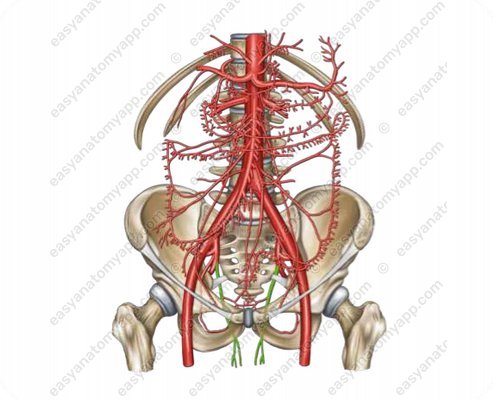 Internal pudendal artery (a. pudenda interna)