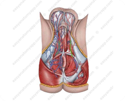 Include the perineal artery (a. perinealis)