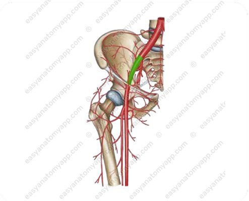External iliac artery (a. iliaca externa)