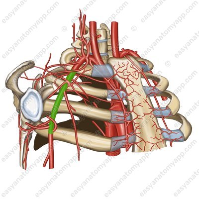 Axillary artery (a. axillaris)