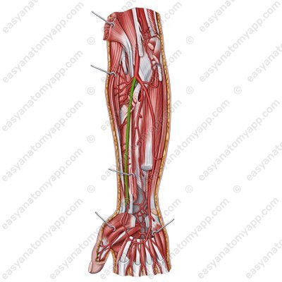 Radial artery (a. radialis)