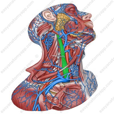 Internal jugular vein (v. jugularis interna)