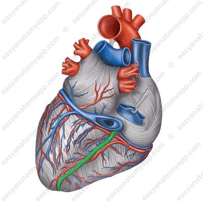 Средняя вена сердца (vena cordis media) – вид сзади