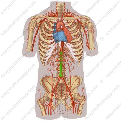 Брюшная часть (pars abdominalis aortae)