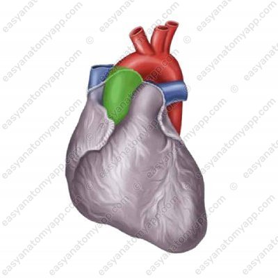 Восходящая часть аорты (pars ascendens aortae)