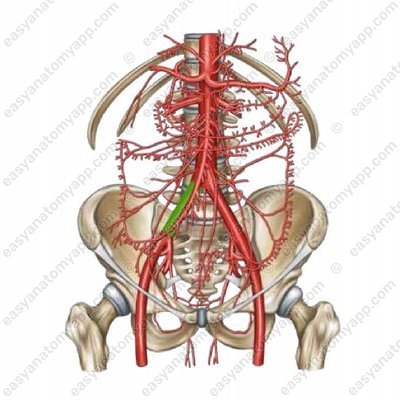 Правая общая подвздошная артерия (arteria iliaca communis dextra)