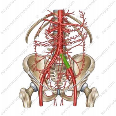 Левая общая подвздошная артерия (arteria iliaca communis sinistra)