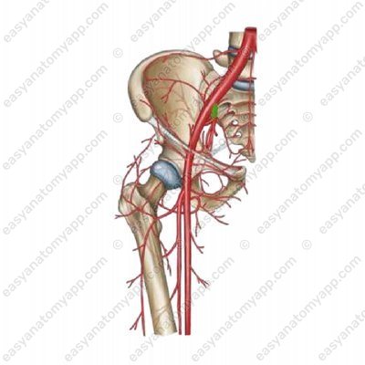 Внутренняя подвздошная артерия (a. iliaca interna)