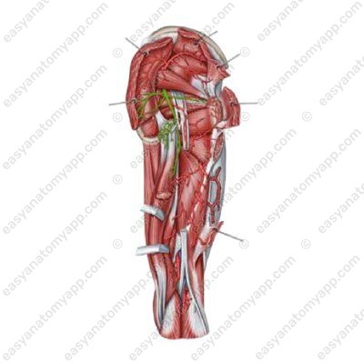 Нижняя ягодичная артерия (a. glutea inferior)