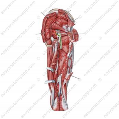 Артерию, сопровождающая седалищный нерв (a. comitans nervi ischiadici)