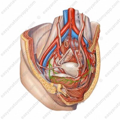 Верхние мочепузырные артерии (aa. vesicales superiores)