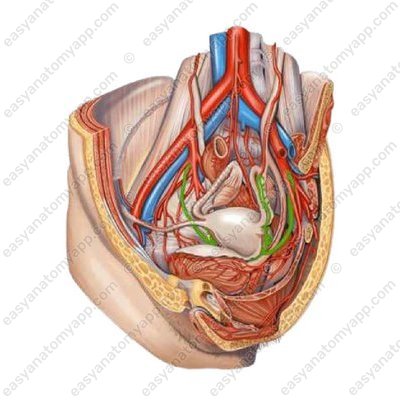 Маточная артерия (a. uterina)