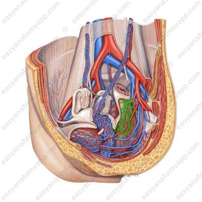 Средняя прямокишечная артерия (a. rectalis media)