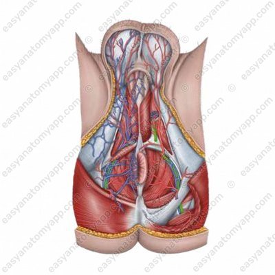 Внутренняя половая артерия (a. pudenda interna)