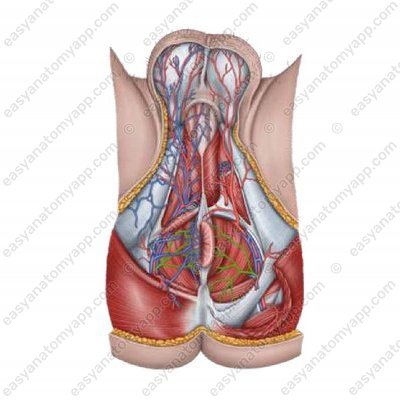 Нижняя прямокишечная артерия (a. rectalis inferior)