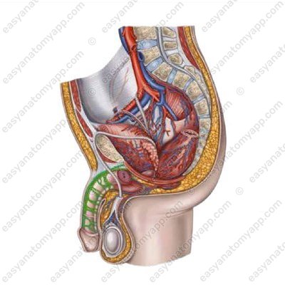 Дорсальная артерия полового члена (клитора) (a. dorsalis penis – clitoridis)