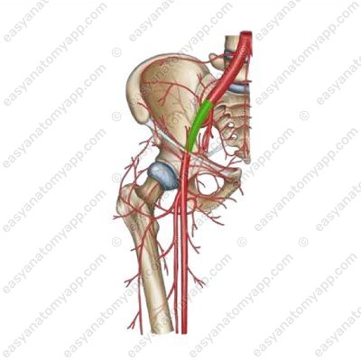 Наружная подвздошная артерия (a. iliaca externa)