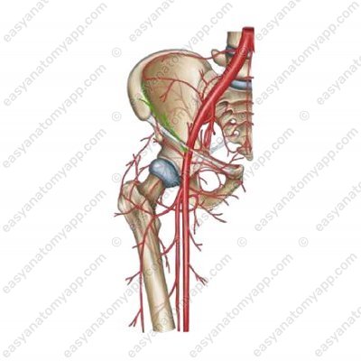 Глубокая артерия, огибающая подвздошную кость (a. circumflexa iliaca profunda)