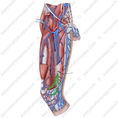 Вена сопровождающая нисходящую коленную артерию (v. comitans arteriae descendentis genicularis)