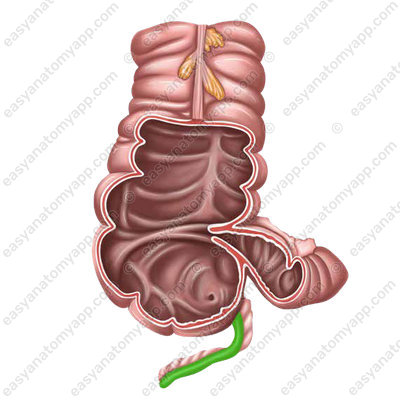 Appendix (appendix vermiformis)